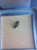 Pheidole?