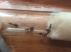 posible solenopsis fugax