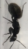 identificar