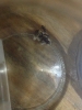ayuda para identificar caponotus..?