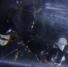 identificar pheidole