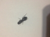 por identificar2