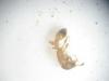 temnothorax_2