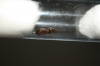 Sin identificar 15-6-11 (3)