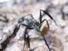 hormiga metalica