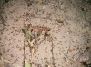 ¿Pheidole pallidula?