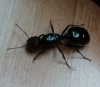 hormiga reina