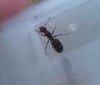 Iberoformica subrufa
