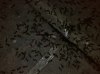 Tetramorium sp.