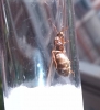 Formica?