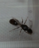 reina sin identificar6