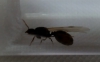 reina sin identificar2