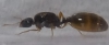otra reina?