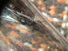 Camponotus sp.3 Yavanna