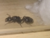 Identificaci�n de reina