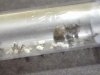 Lasius SP con pupas y huevos