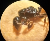 Posible solenopsis 2