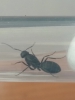 Camponotus feae?