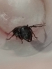 Camponotus feae?