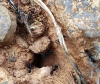 Posible Camponotus
