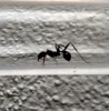 Posible Aphaenogaster senilis