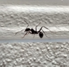 Posible Aphaenogaster senilis