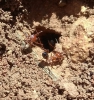 Ayuda a identificar