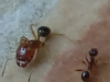 Ayuda especie?