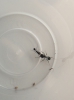 ayuda identificar