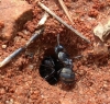 camponotus