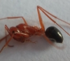 Cataglyphis sp