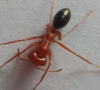 Cataglyphis sp