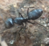 Ayuda a identificar