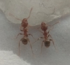 Posible Pheidole Pallidula