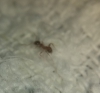 Ayuda a identificar