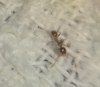 Ayuda a identificar