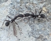 Posible Aphaenogaster Iberica