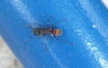 Ayuda para clasificar hormiga