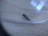 Para identificar 03