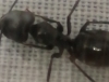 Identificar