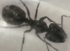 Identificar