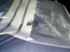 Especie B (imagen 1)