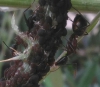 Camponotus, especie por determinar
