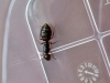 Reina sin identificar