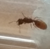 Reina sin identificar