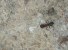 Otra obrera creo, me gustar�a saber la especie