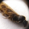 Reina Muerta 3