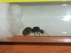 Duda Lasius