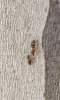 hormiga en árbol