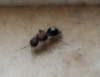 Hormi4